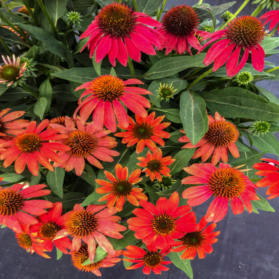 Echinacea &