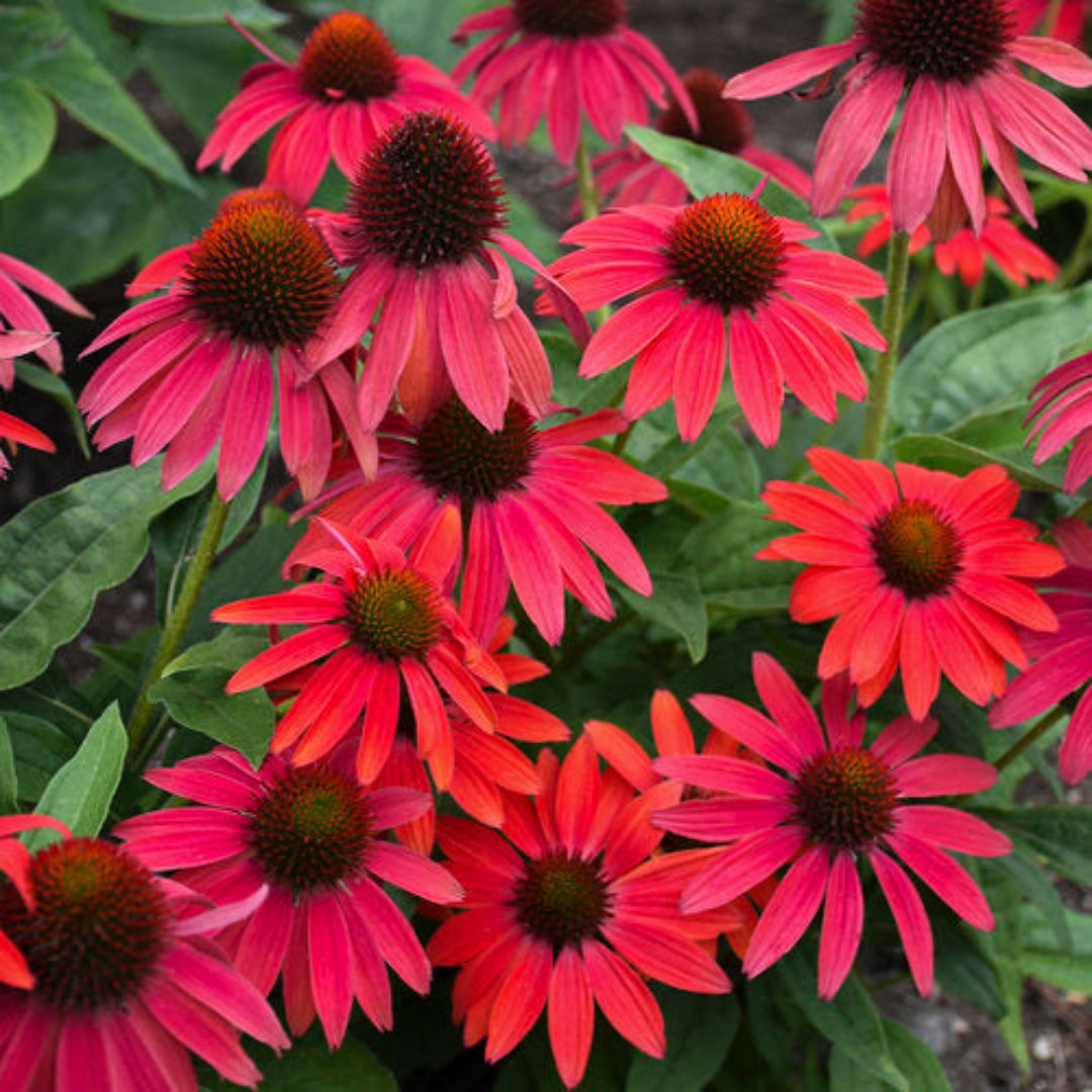 Echinacea &