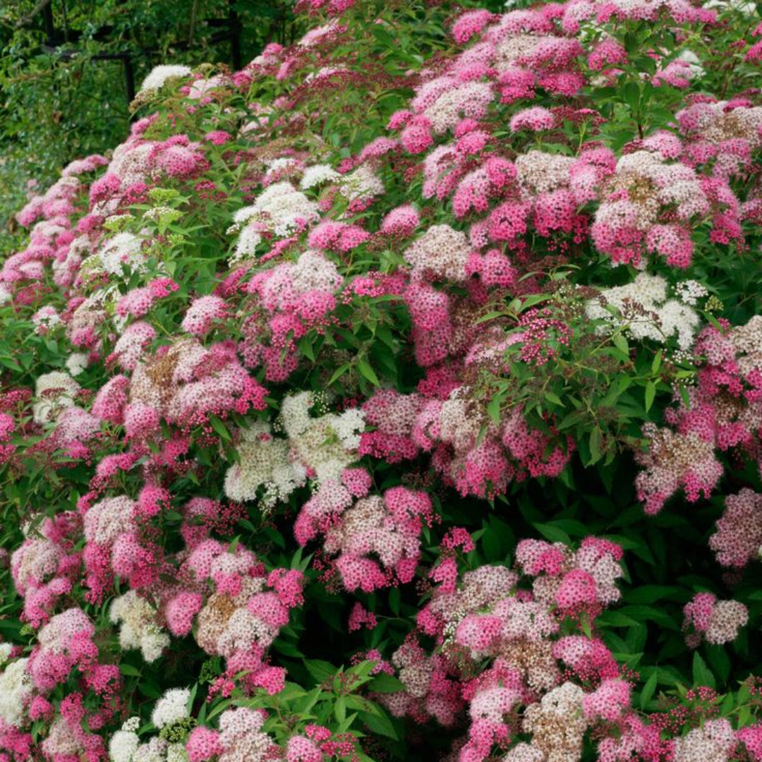 Shirobana Spirea
