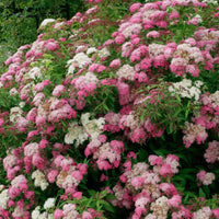 Shirobana Spirea