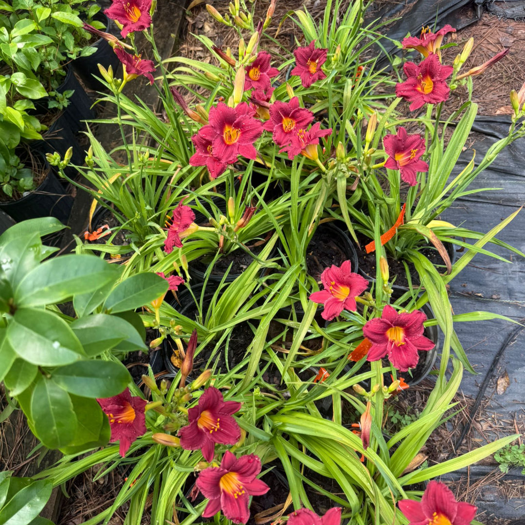 Hemerocallis Little Business Daylily