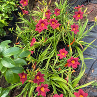 Hemerocallis Little Business Daylily