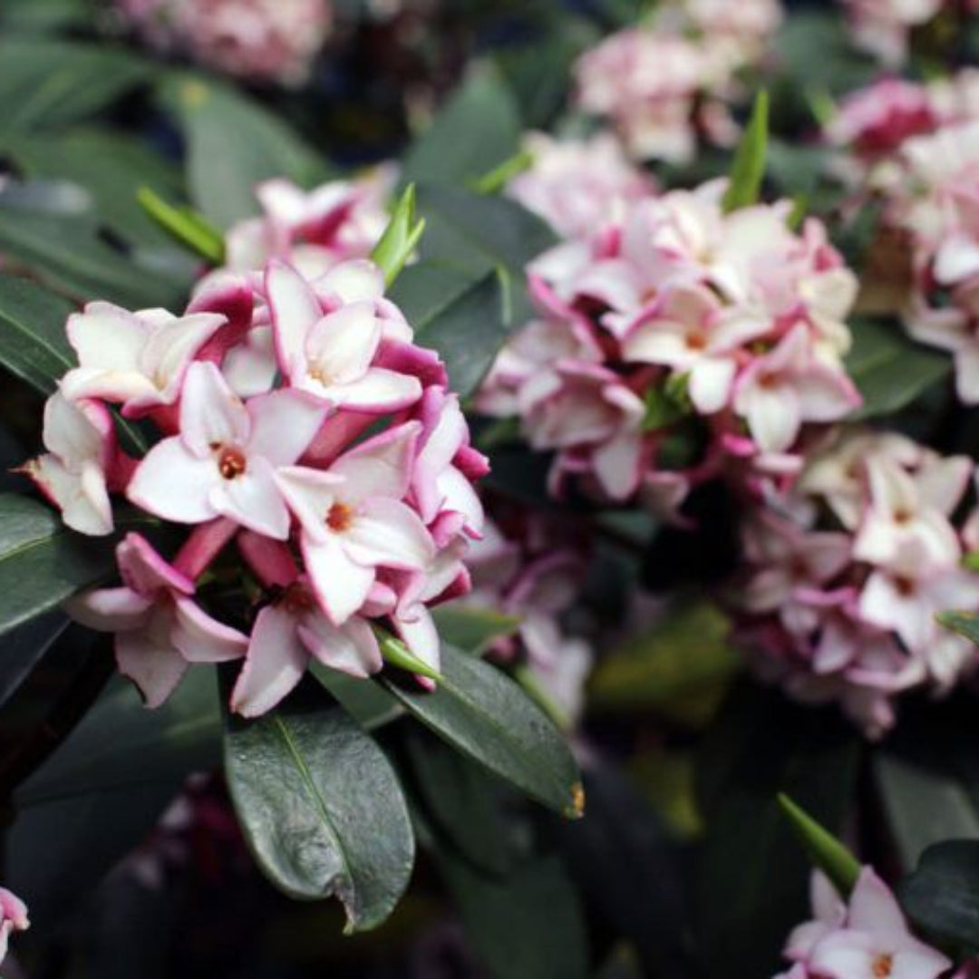 Daphne Odora Pink Plant healthy flowering plant