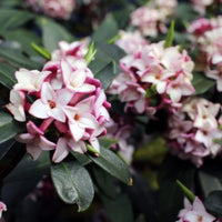 Daphne Odora Pink Plant garden-ready shrub