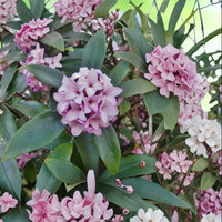 Daphne Odora Pink Plant close-up flowers