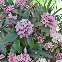 Daphne Odora Pink Plant healthy flowering plant