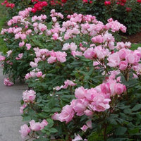 Healthy leaves surround The Blushing Knock Out Rose blossoms