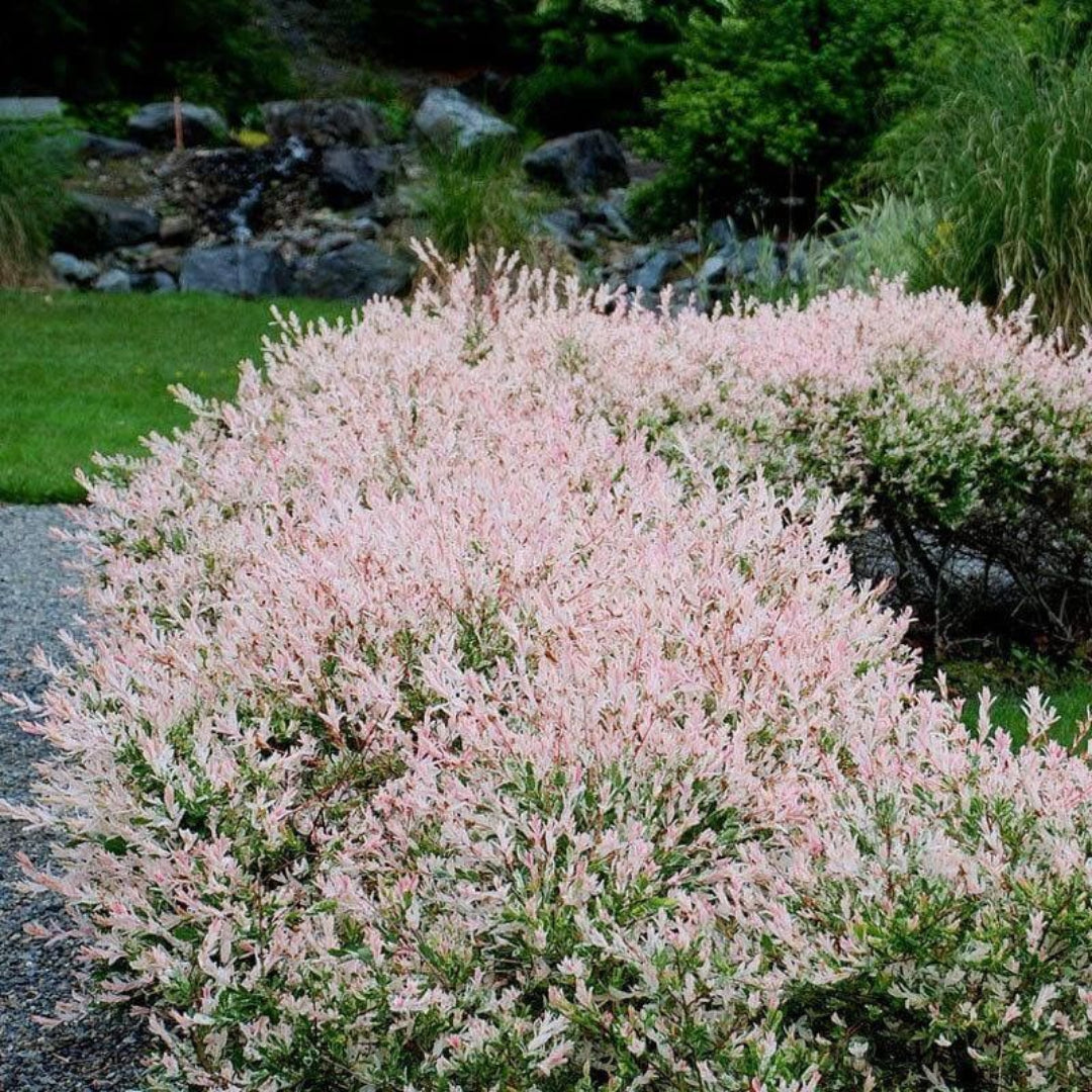 Hakuro-Nishiki Willow Tree