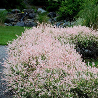 Hakuro-Nishiki Willow Tree