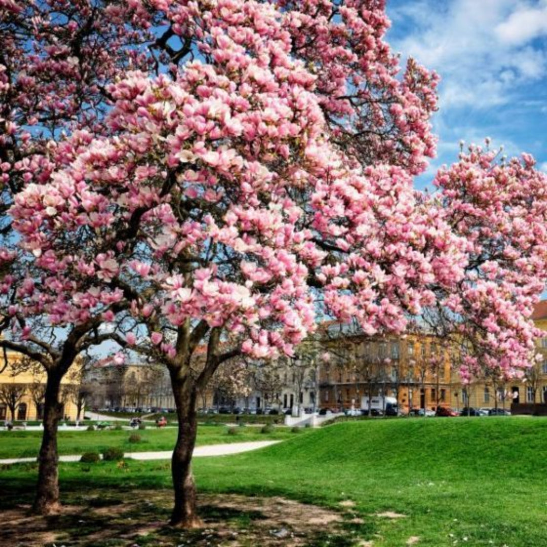 where to plant saucer magnolia Saucer Magnolia Tree Fragrant Pink White Spring Blooming Beauty