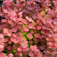 Barberry 'Rosy Rocket'