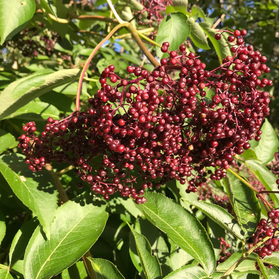 Adams Elderberry