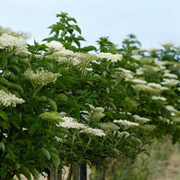 Adams Elderberry