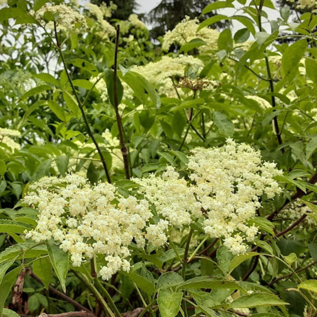 Wyldewood Ranch Elderberry