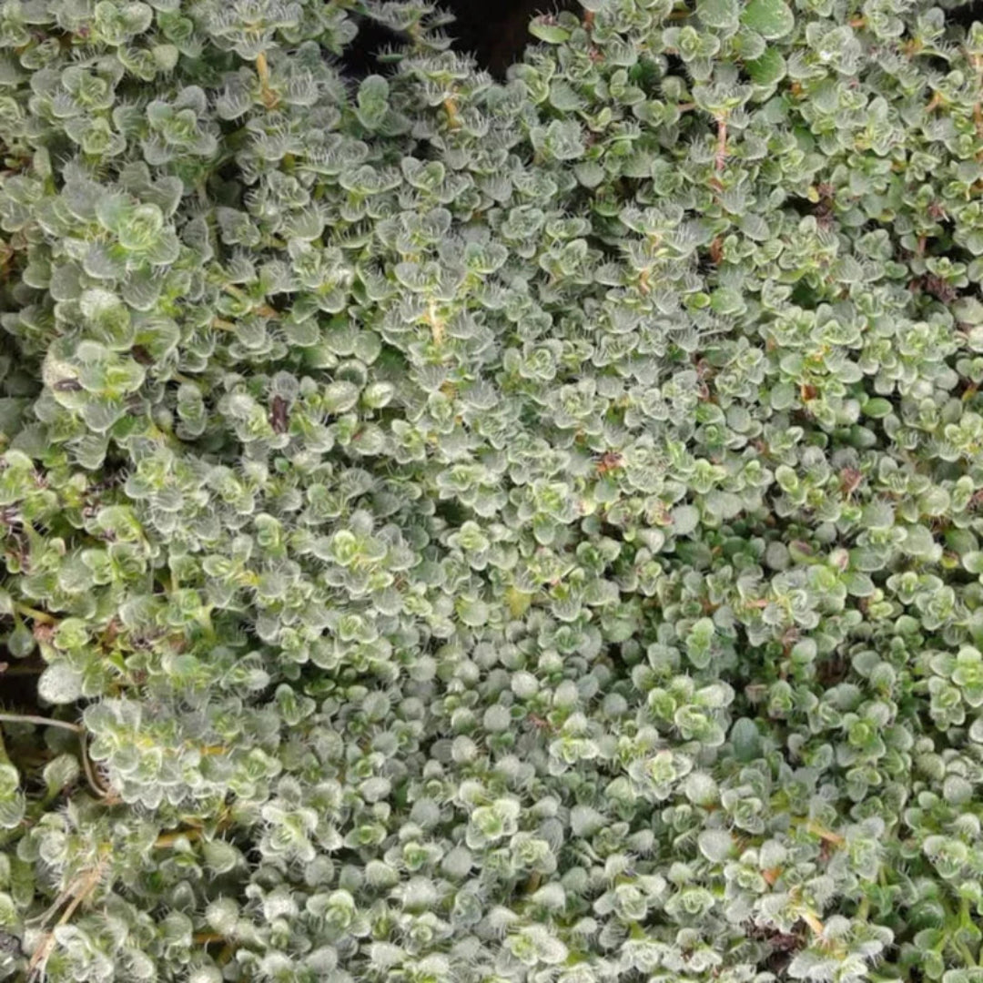 Elfin Thyme low growing ground cover