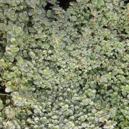Elfin Thyme low growing ground cover