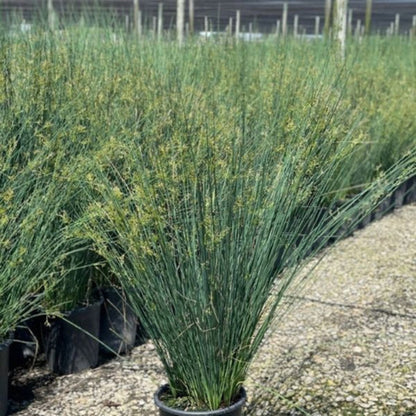 Grass: Juncus tenuis &