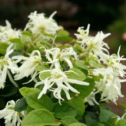 Evergreen Emerald Snow Loropetalum shrub
