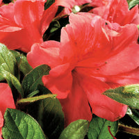 Autumn Monarch Encore Azalea