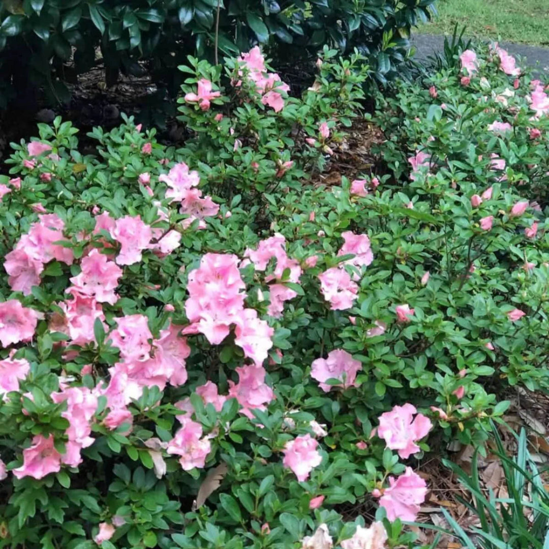 Autumn Sweetheart Encore Azalea