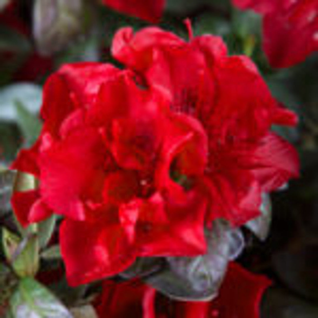 Hershey’s Red Azalea flowering shrub displaying vibrant red color in garden landscape