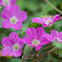 Erodium × variabile 'Bishop's Form' (Dwarf Heronsbill) - [EG]