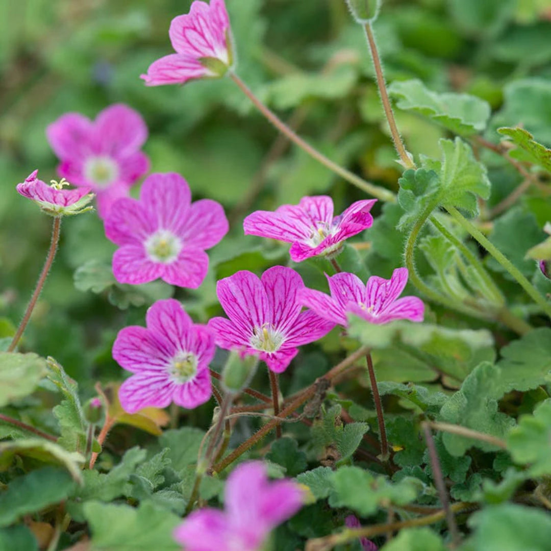 Erodium × variabile &