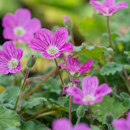 Erodium × variabile &