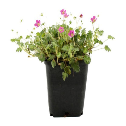Erodium × variabile &