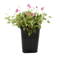 Erodium × variabile 'Bishop's Form' (Dwarf Heronsbill) - [EG]