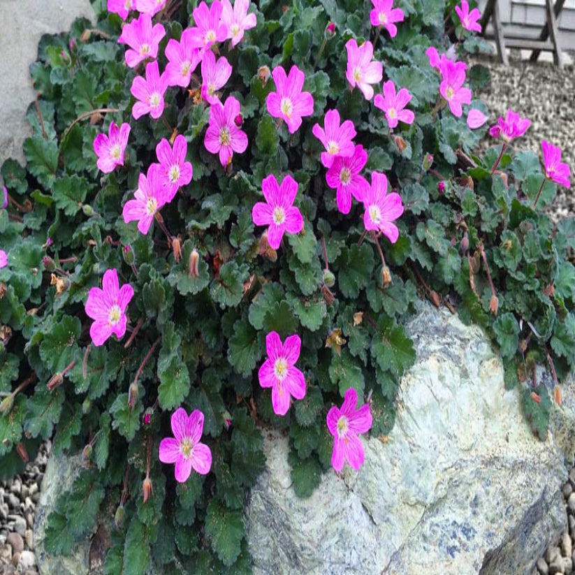 Erodium × variabile &