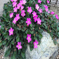 Erodium × variabile 'Bishop's Form' (Dwarf Heronsbill) - [EG]
