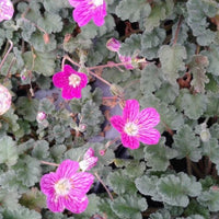 Erodium × variabile 'Bishop's Form' (Dwarf Heronsbill) - [EG]