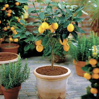 Meyer Lemon Tree