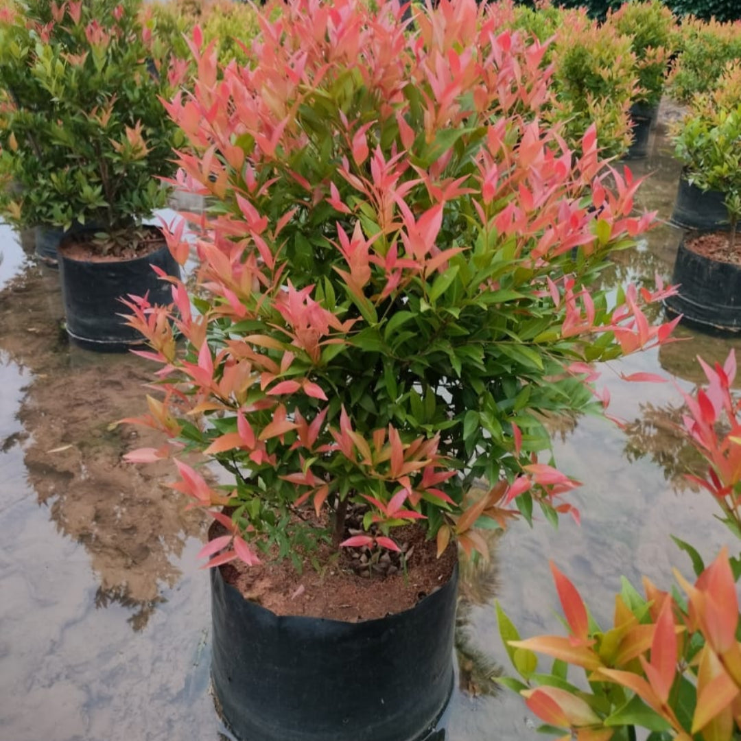 red leaf potted plants Buy Red Leaf Tea Plant / Shrub Plants & Trees Online