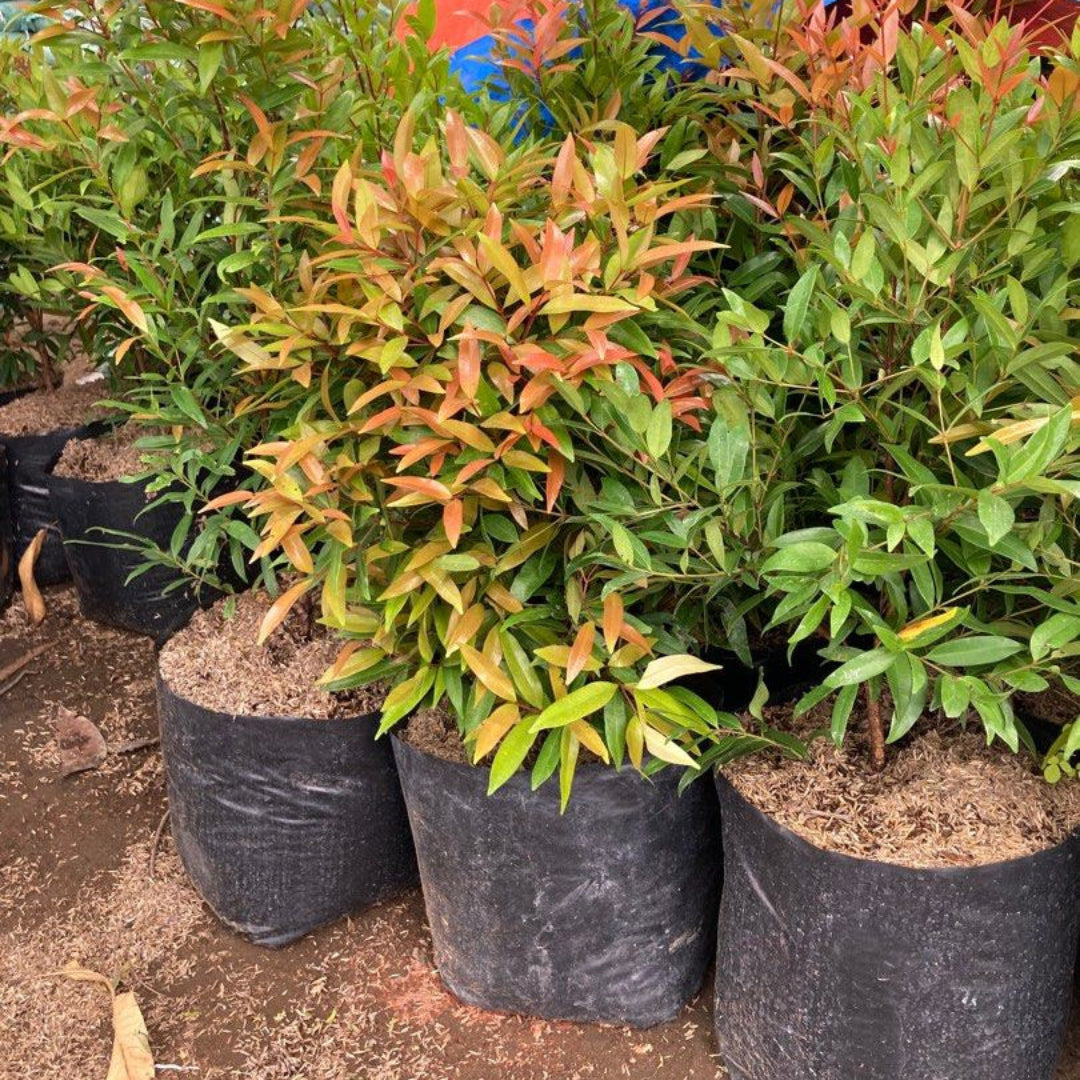tea house plant Buy Red Leaf Tea Plant / Shrub Plants & Trees Online