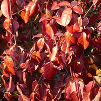 Euonymus fortunei Coloratus hardy evergreen shrub