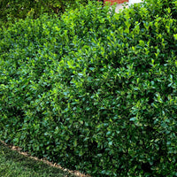 Manhattan Euonymus