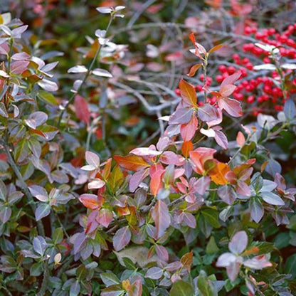 Euonymus fortunei Coloratus shipping labels