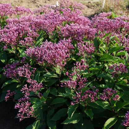 Eupatorium purpureum &