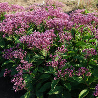 Eupatorium purpureum 'Euphoria Ruby' Joe Pye Weed