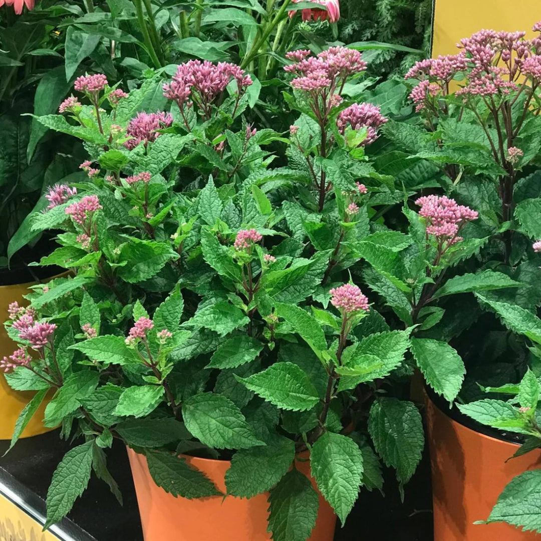Eupatorium purpureum &