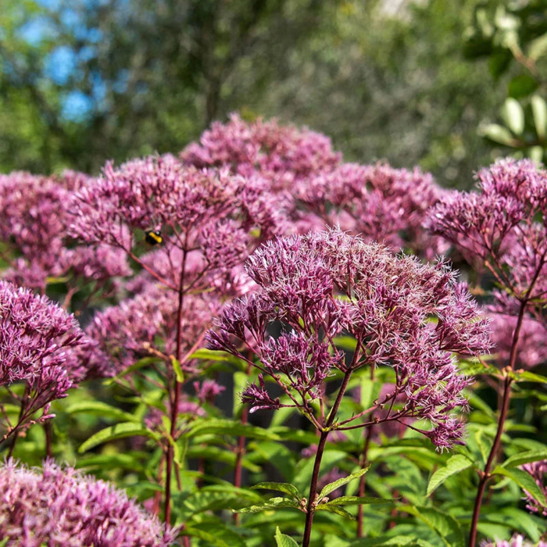 Eupatorium purpureum &