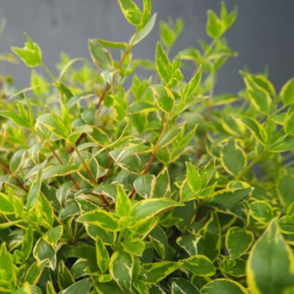 Twist of Lime Glossy Abelia