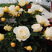 Close view showing delicate petals of Popcorn Drift Rose