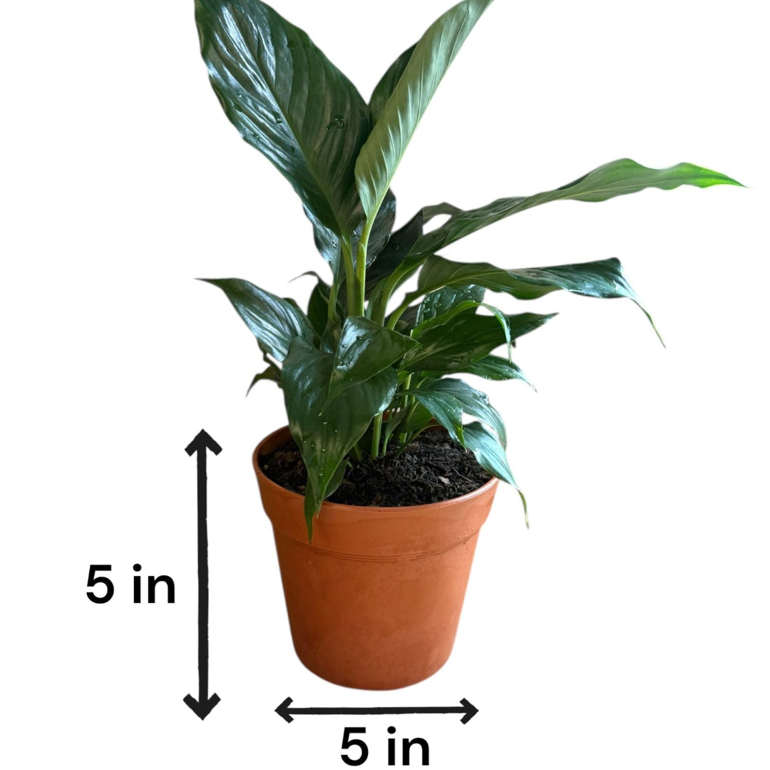 where can i buy peace lily Green Peace Lily - 6 Inch Pot