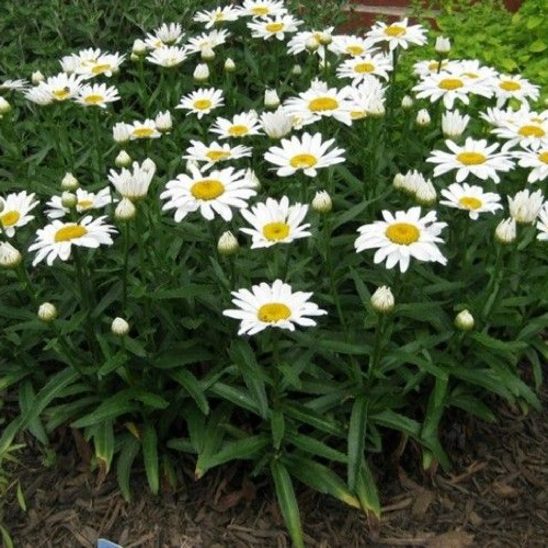 Snow Cap Shasta Daisy