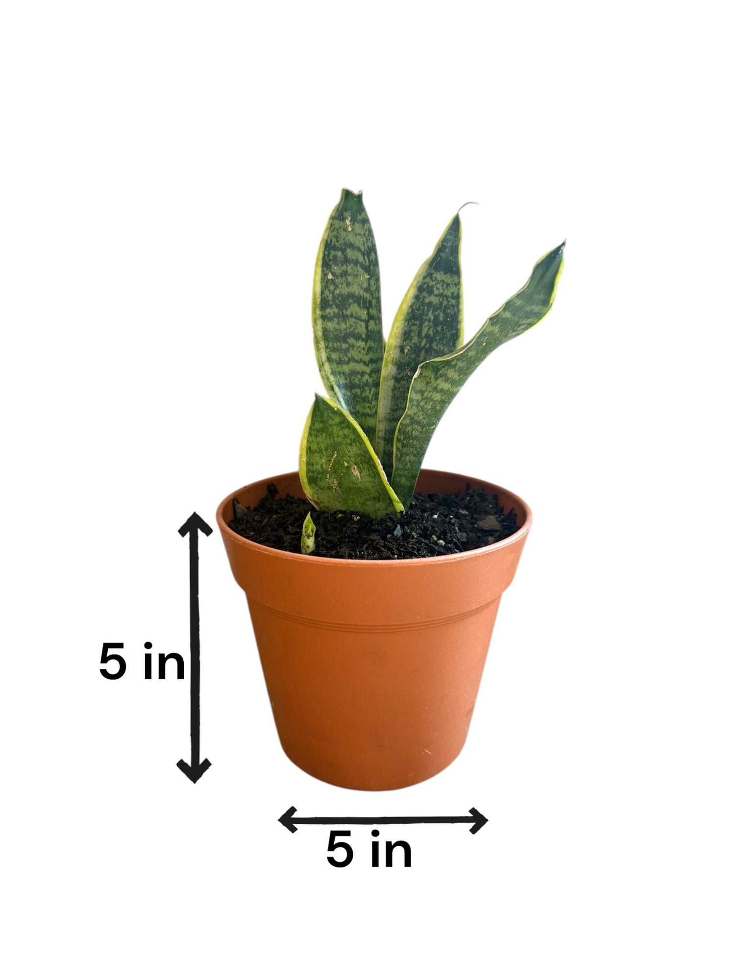 Indoor Snake Plant with sword-like leaves