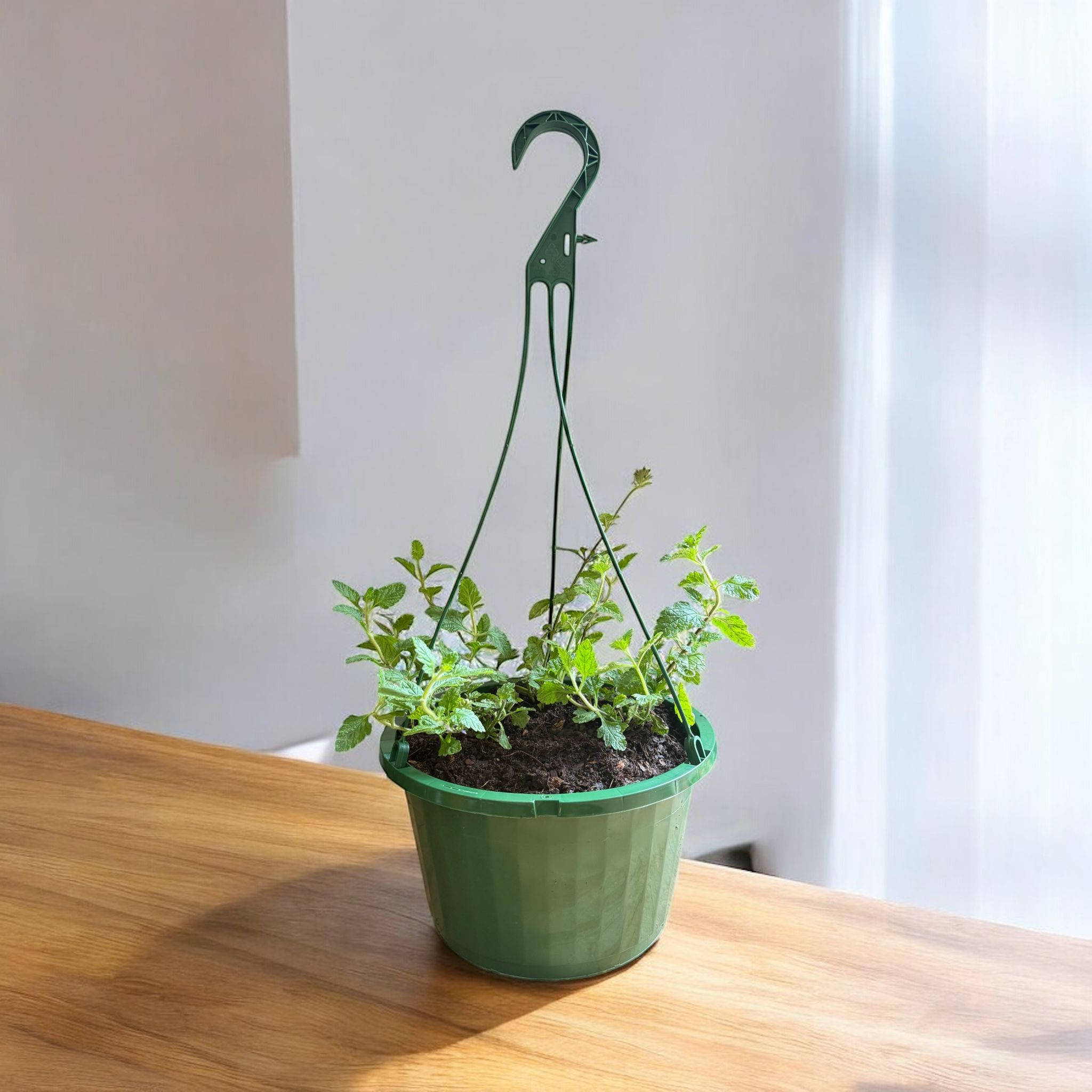 Homestead Purple Verbena hanging basket