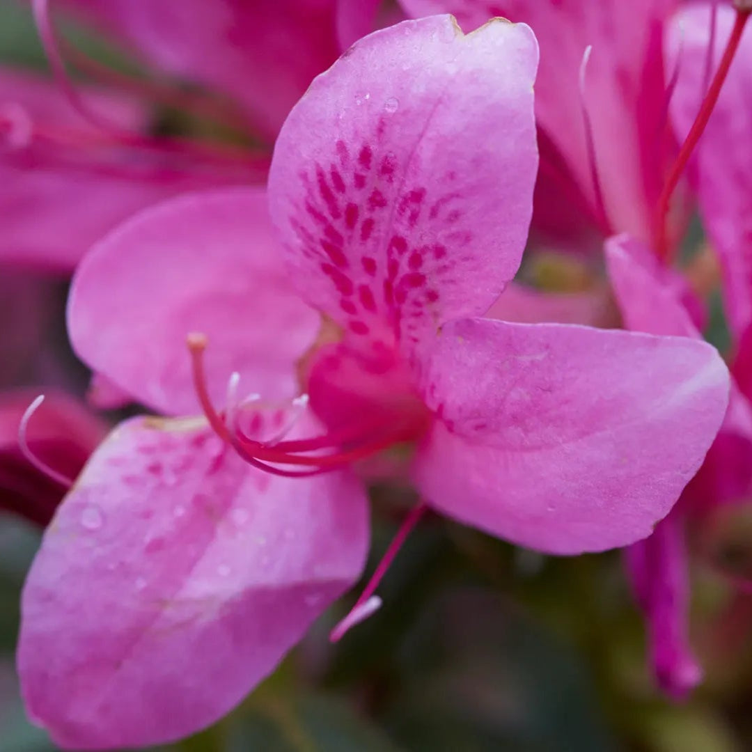 Azalea Pink Ribbons Deja Bloom